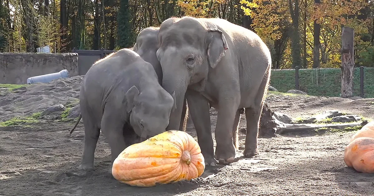 Two elephants interact with a large pumpkin in a zoo enclosure.