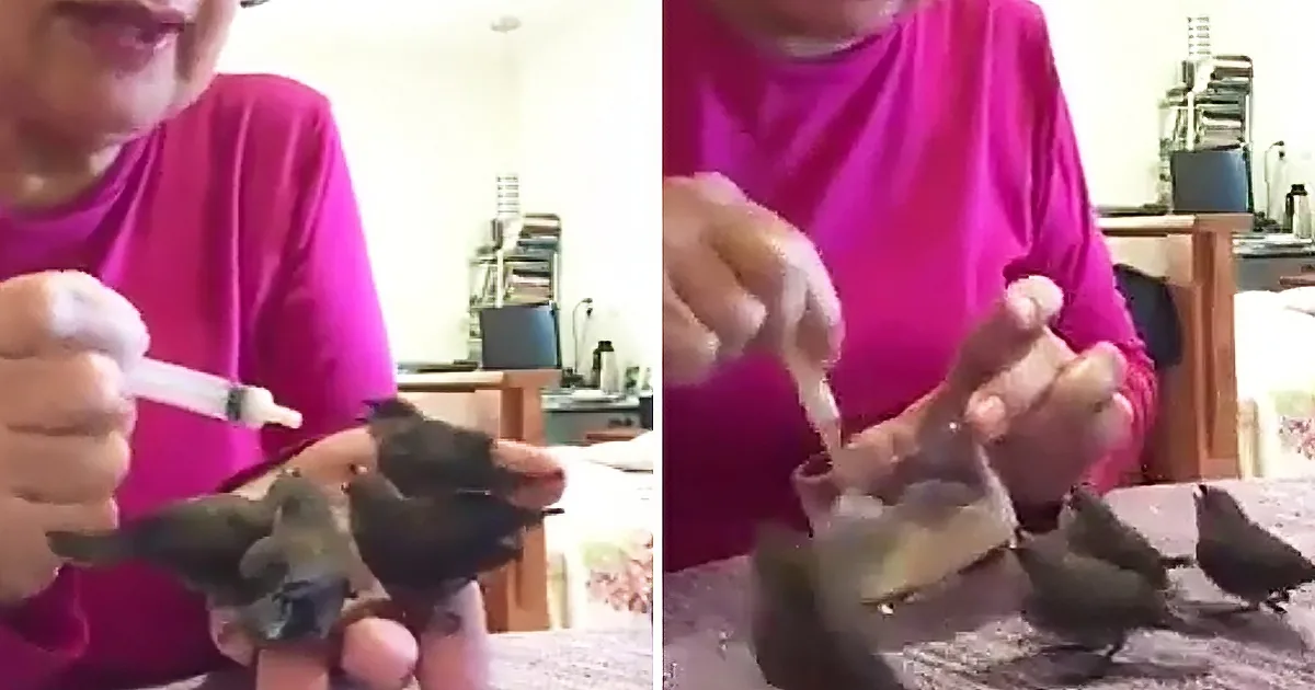 A person in a pink shirt feeds baby birds with a syringe in a cozy indoor setting.