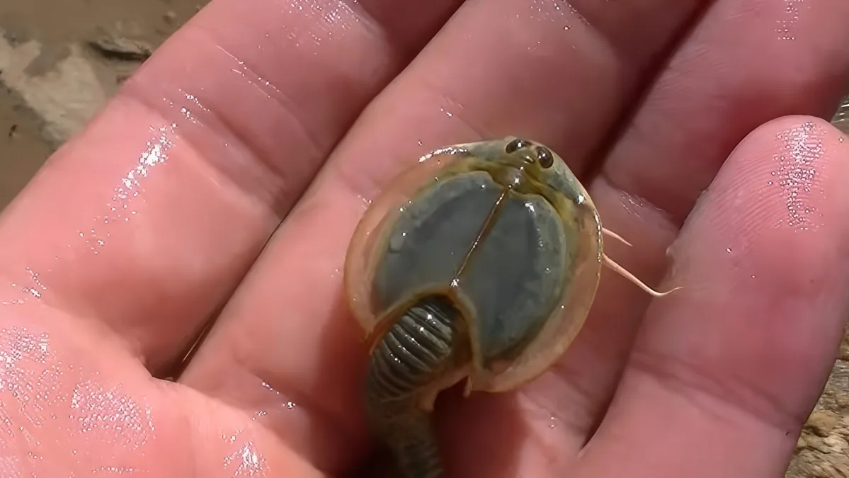 A small, translucent aquatic creature with a segmented body and antennae is held in a person's wet hand.