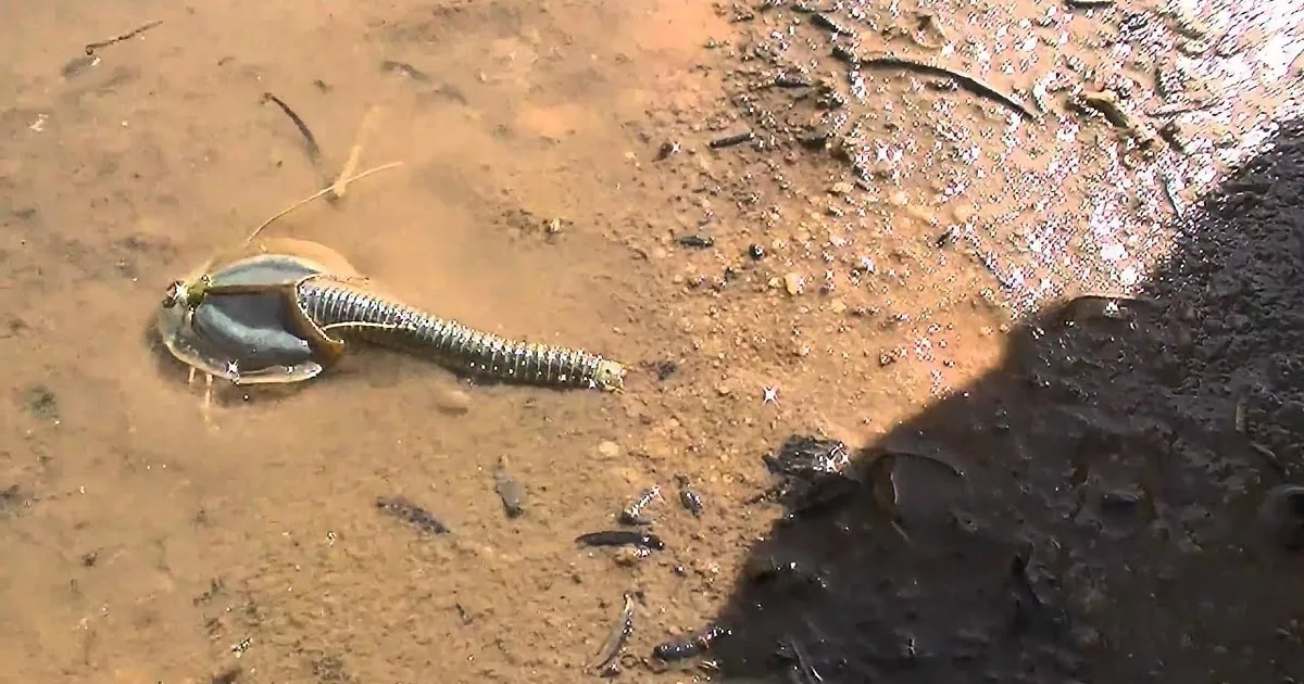 Hundreds of Three-Eyed ''Alien Shrimp'' Invade Arizona