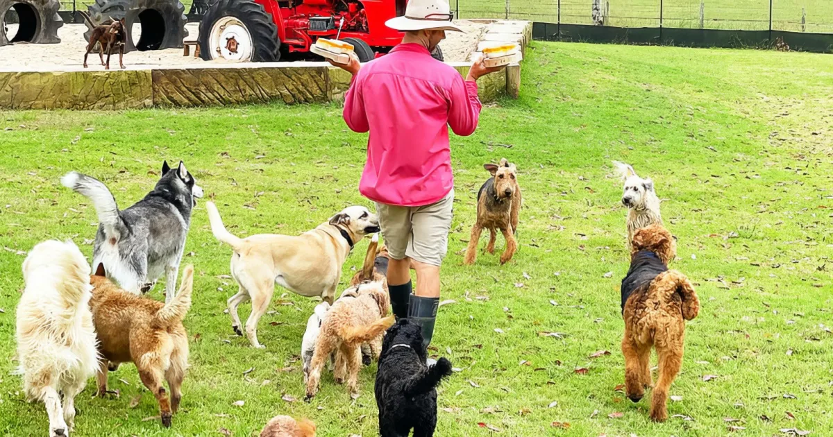 Doggy Daycare Farm Trips