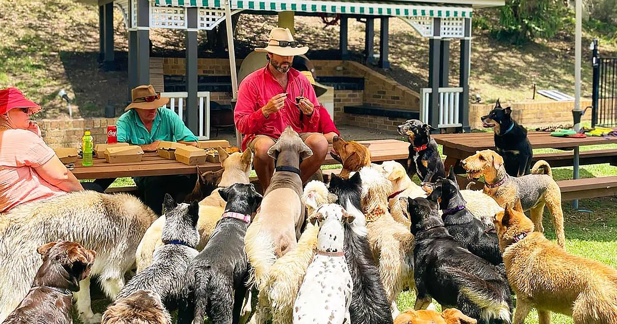 Labradors, Cocker Spaniels, Boxers, Golden Retrievers -- All Together Farm Fun!
