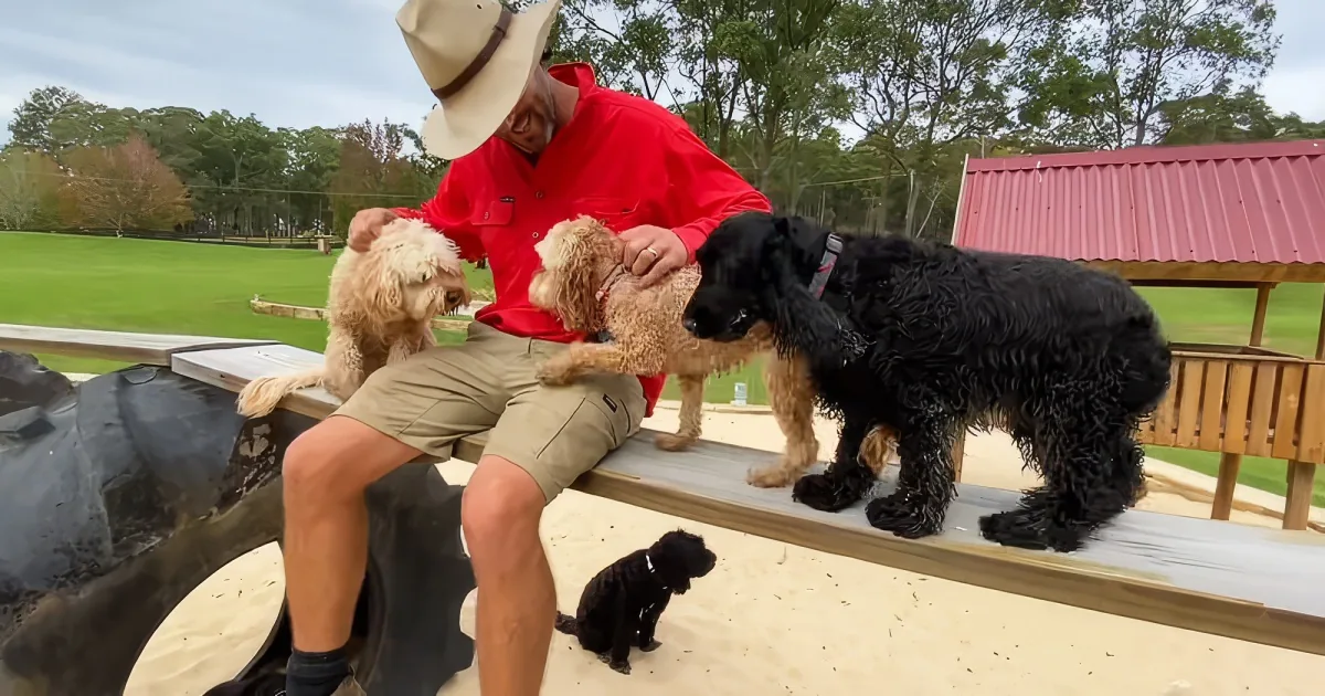 Dogs at Doggy Daycare Farm