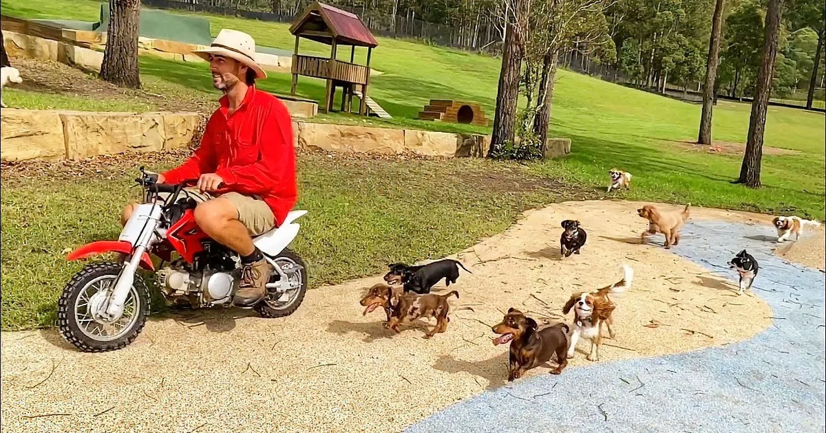 Jack Russell Terrier and Mini-Schnauzer Are Little Bigshots on This Farm