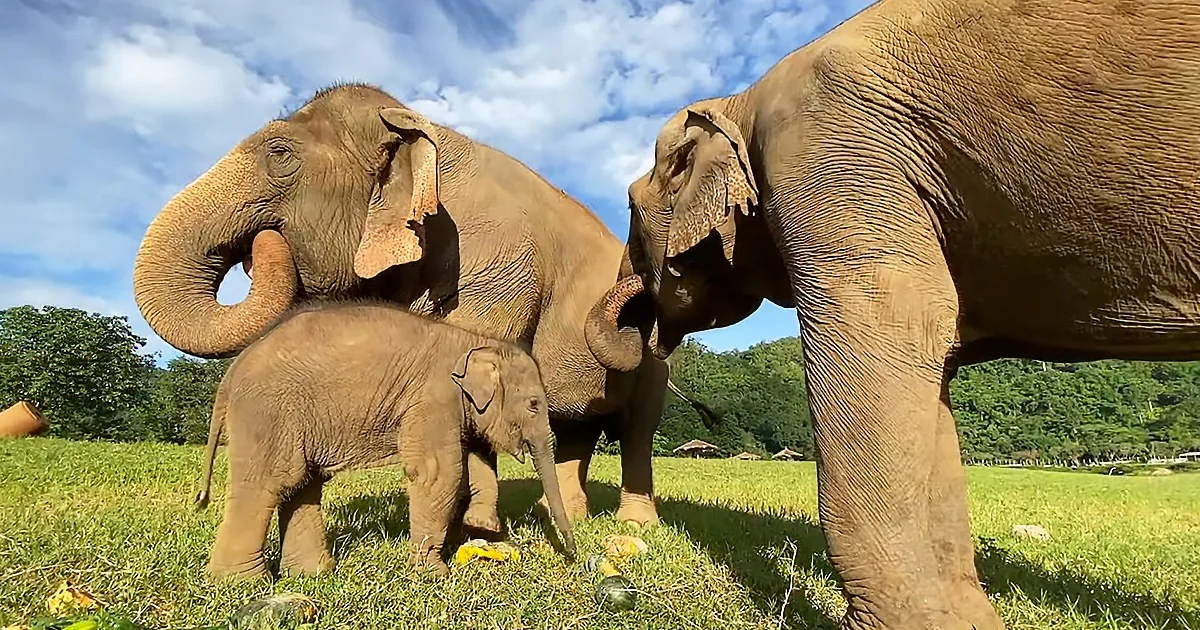 Joys of Motherhood -- Mama Elephant Shows Her Baby How to Eat Pumpkin