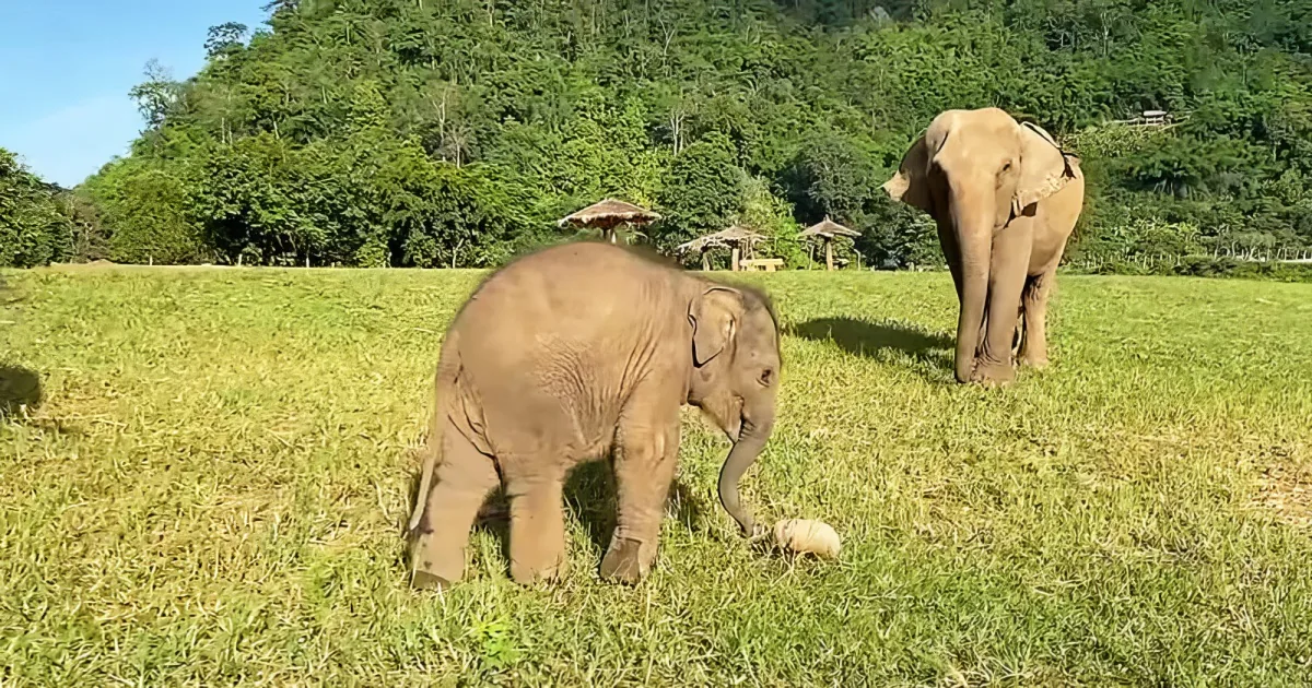 Two elephants, one adult and one baby, graze on grass in a lush, green field with trees and huts in the background.