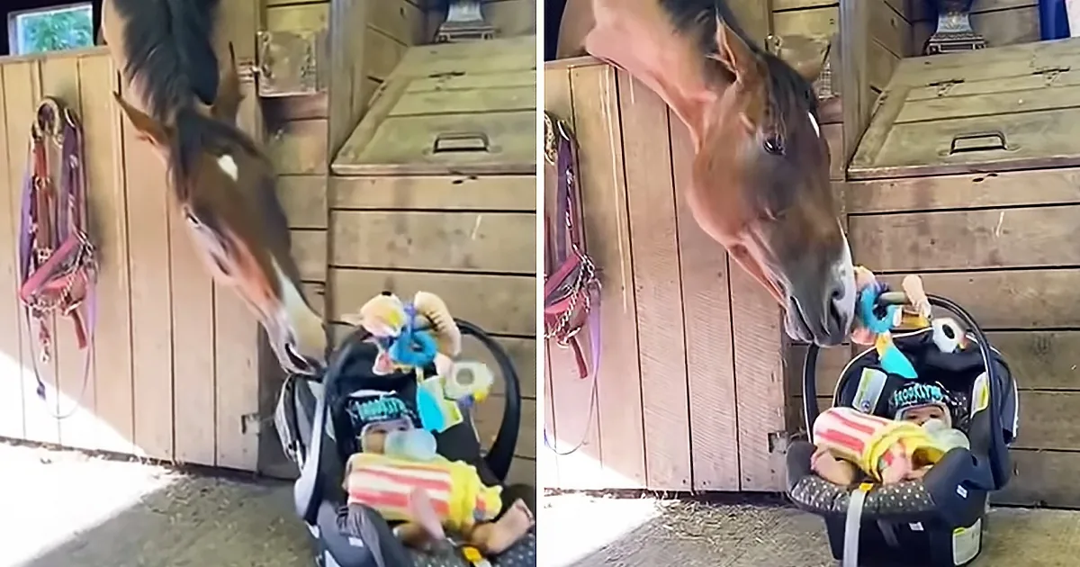 Horse Fascinated by Baby, Scoots Rocker Closer for a Better Look