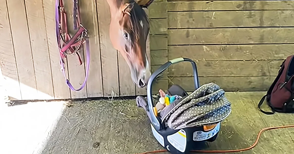 Horse fascinated by baby