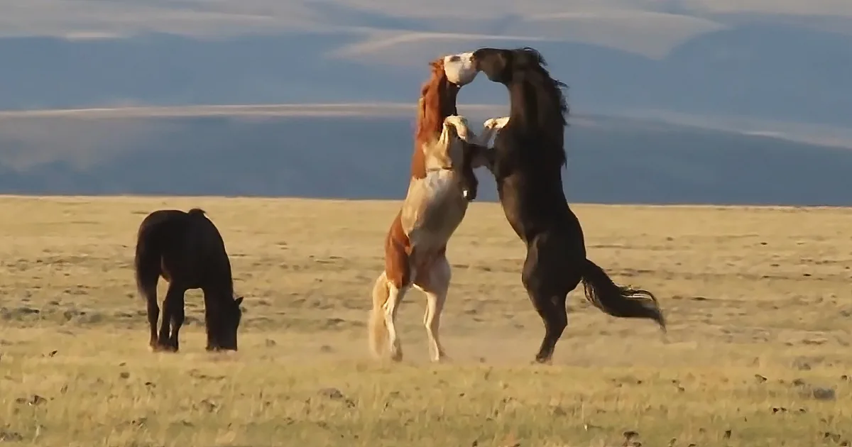 Two horses are engaged in a playful sparring match on a grassy plain with a mountainous backdrop.
