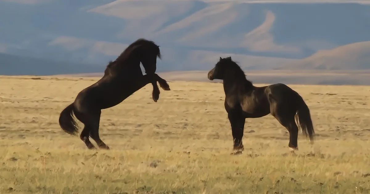 wild Mustang reunites with his family