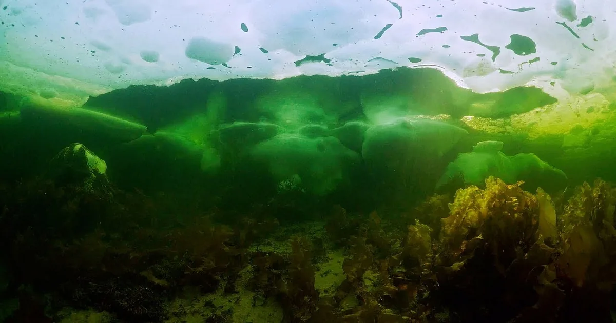 Diver Records Rare Footage of a Sea Angel Under the Ice