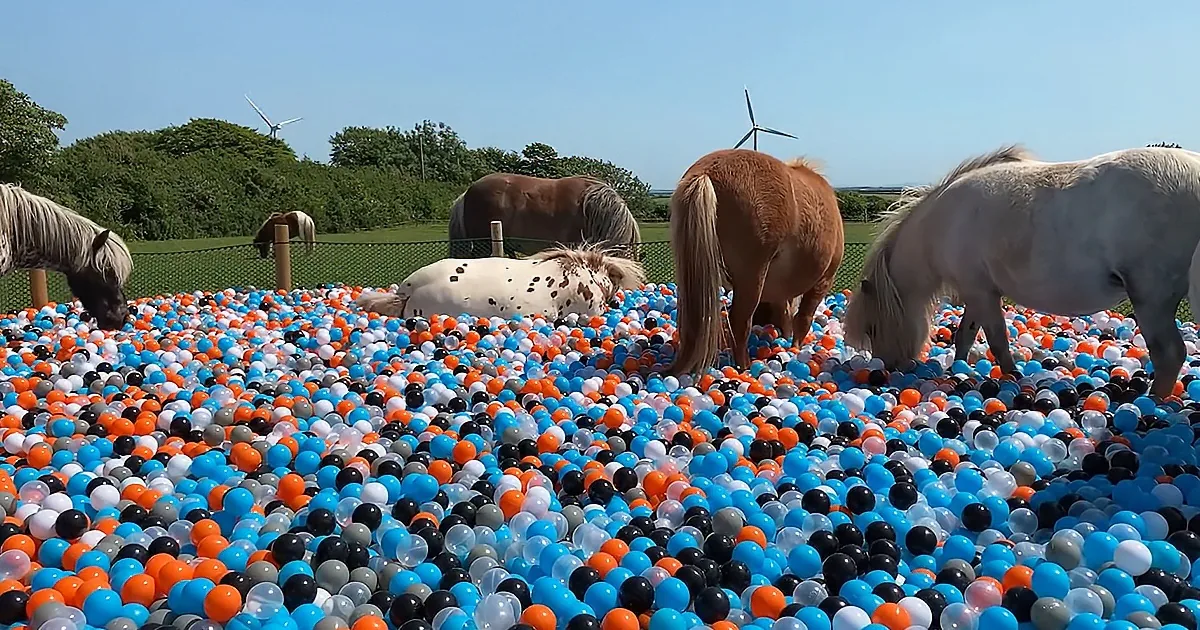 11 Miniature Ponies Surprised by a Pool Full of 30,000 Balls