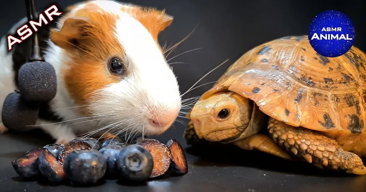 Shy Tortoise Eats in Peace After the Naughty Guinea Pig Leaves