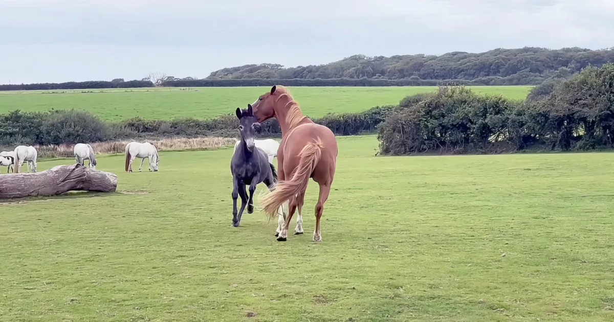 Mule and ponies