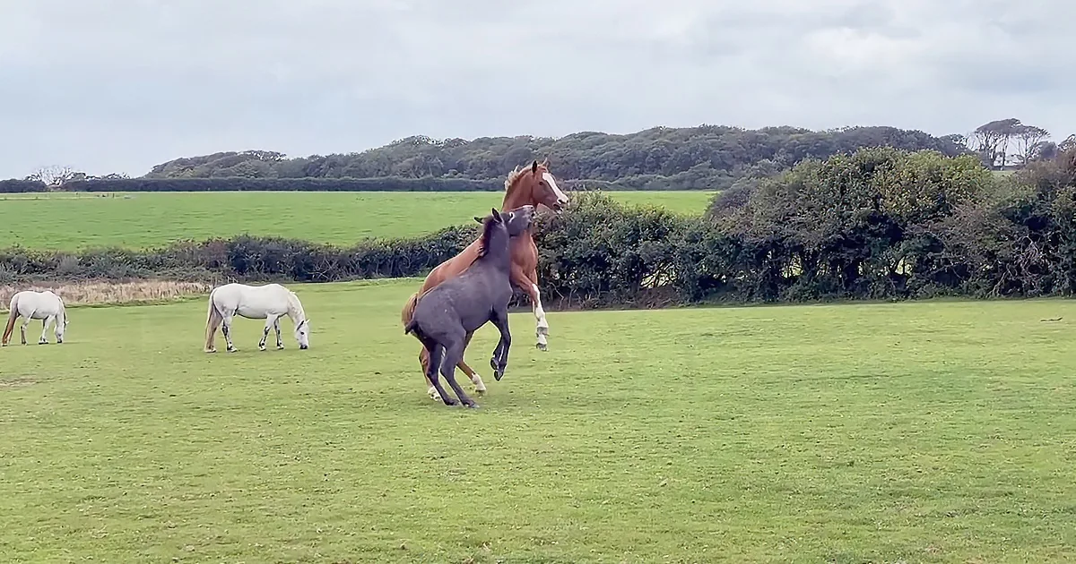 Two horses are playfully interacting in a grassy field, with one horse rearing up while the other stands close by.