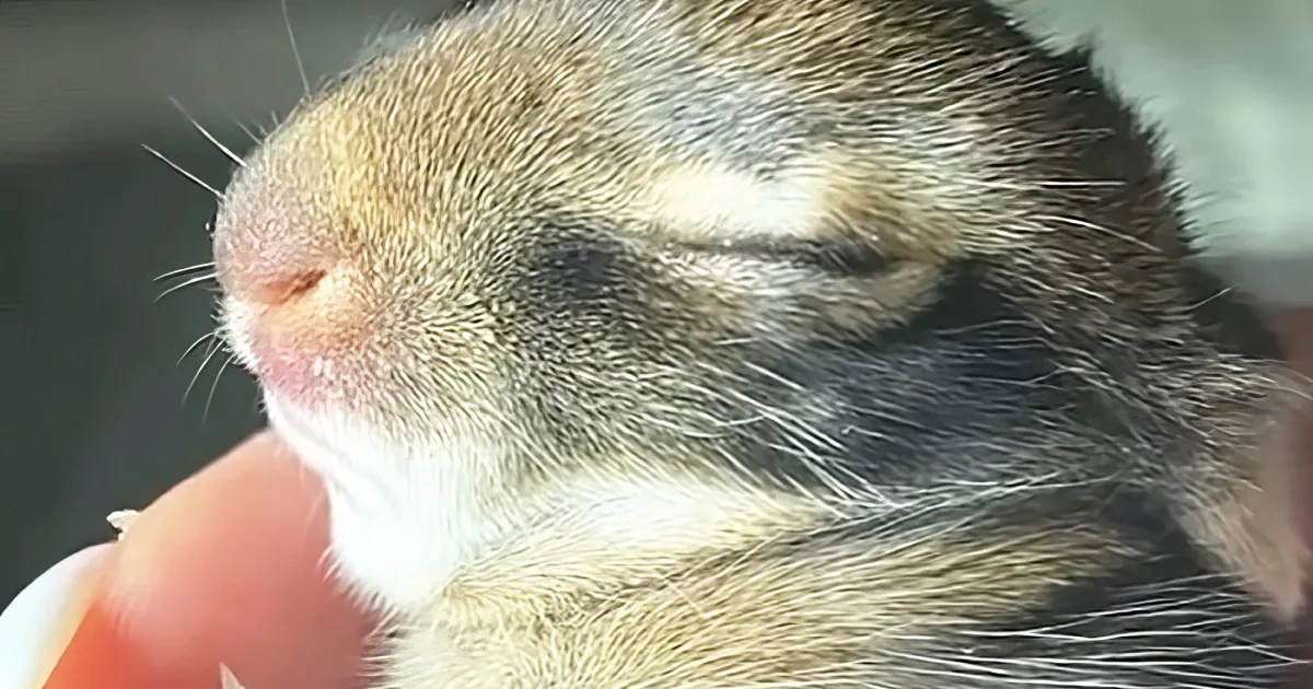 A close-up of a tiny, sleeping baby squirrel being held gently.