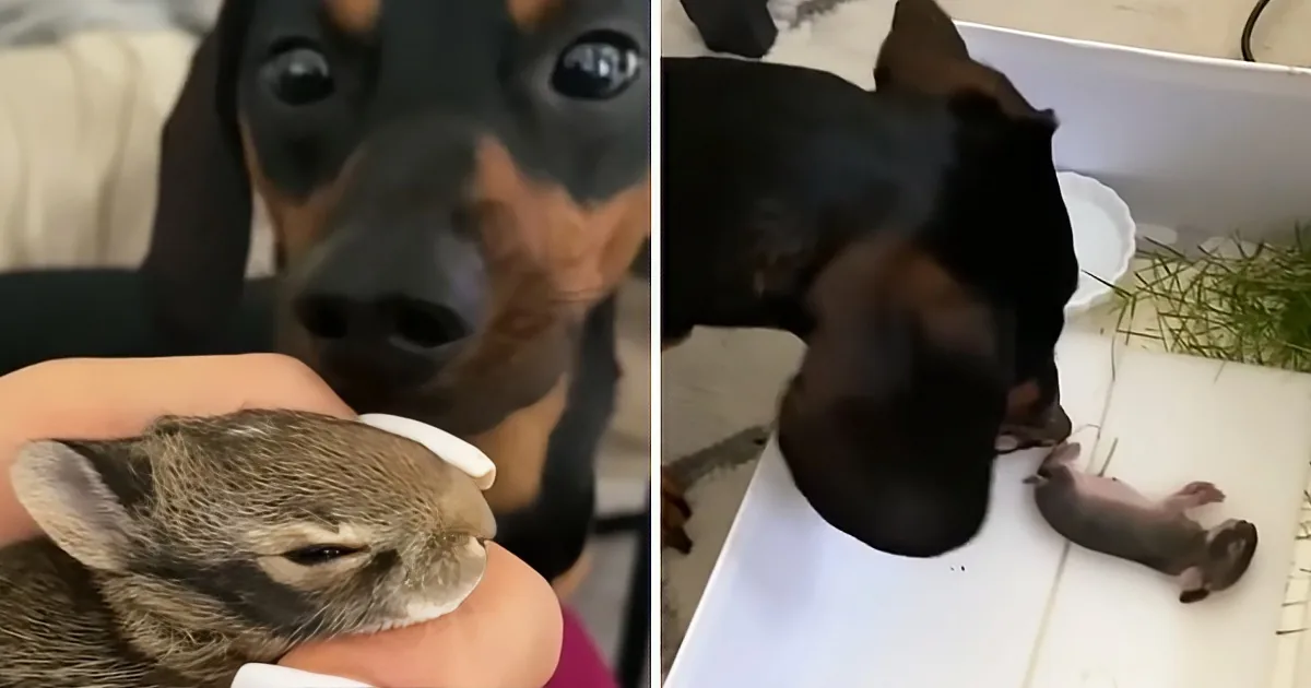 A dog sniffs a baby squirrel being held by a person, while another squirrel lies on a table nearby.