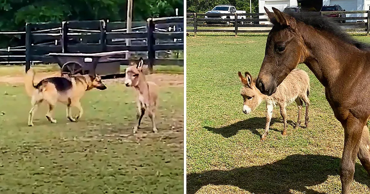 A donkey and a foal are seen in a grassy area, with the foal standing close to the donkey.
