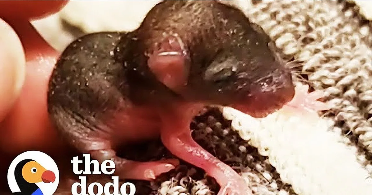 Newborn Mouse Found in Hallway Becomes a Wild Child
