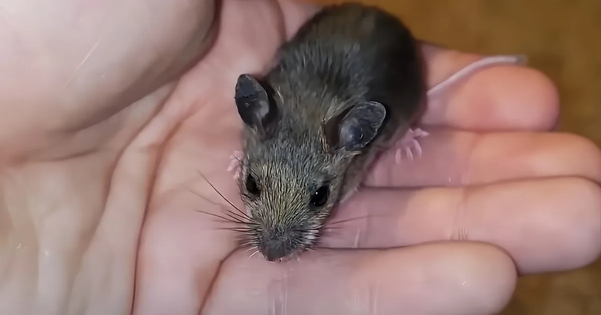 A small, dark brown mouse with large ears is held gently in a person's open palm.