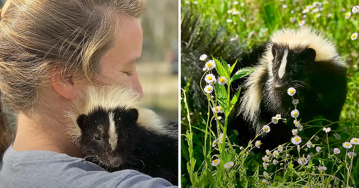 A person holds a skunk on their shoulder, surrounded by greenery and small white flowers.