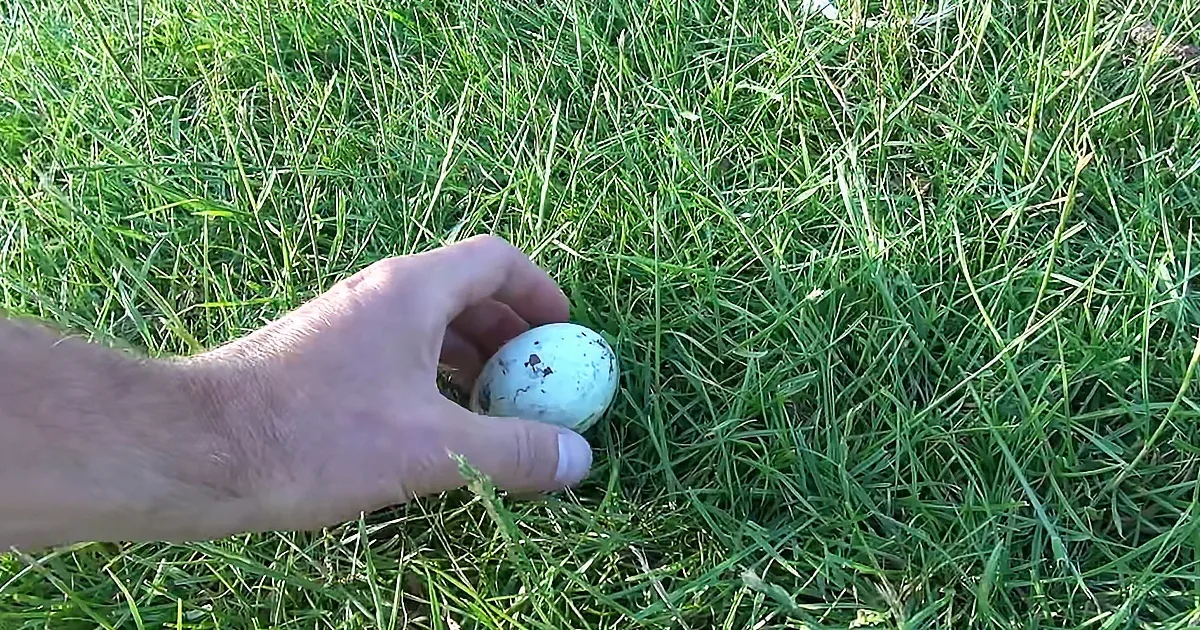 Man Rescues Rarest Ducklings on Earth Saving Them From Extinction