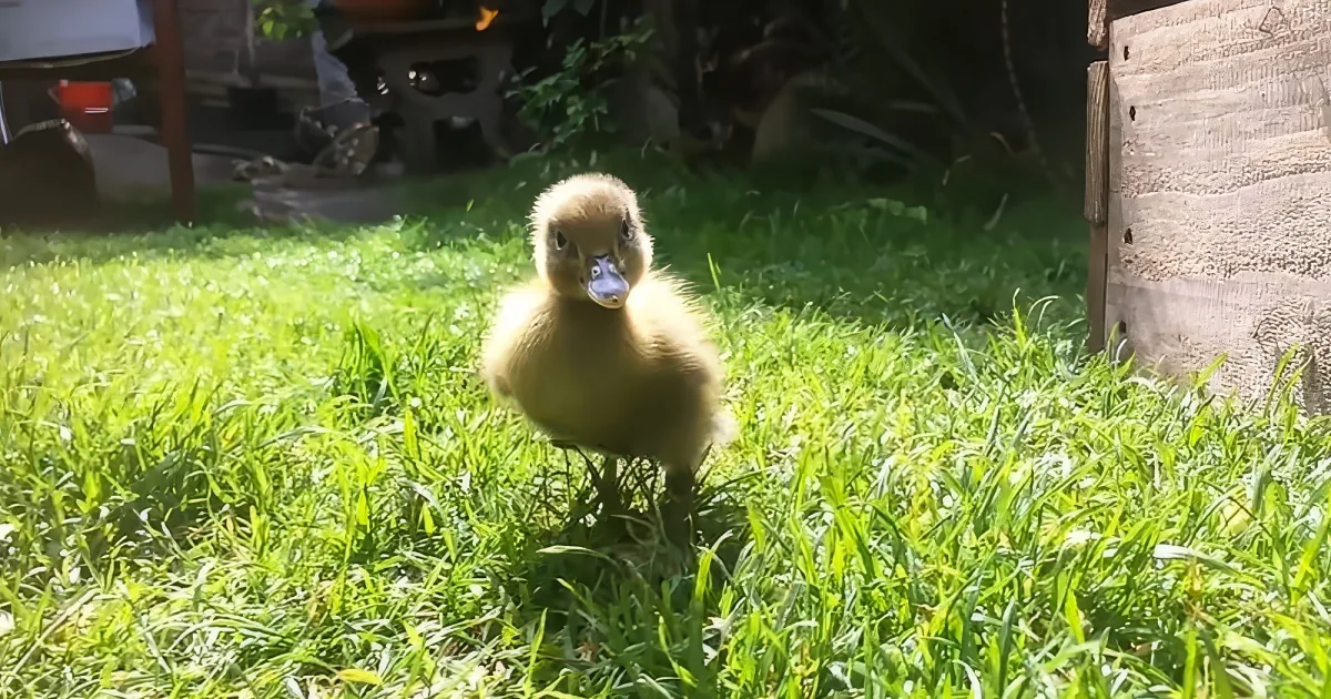 Man rescues rarest ducklings on earth