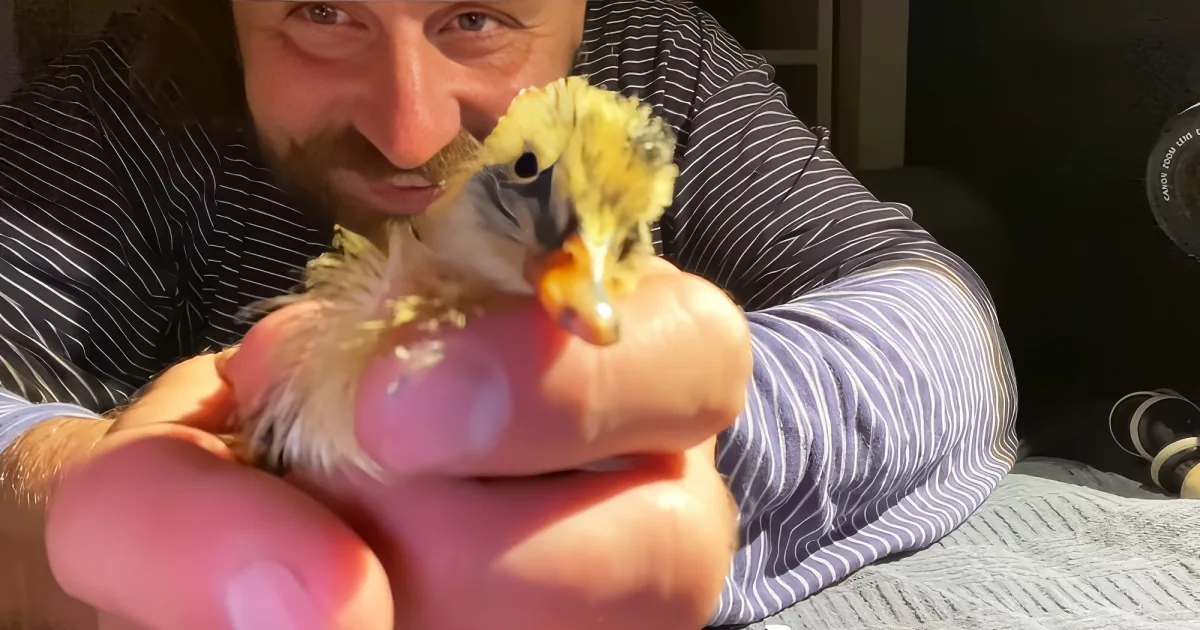 Man incubates a duckling egg