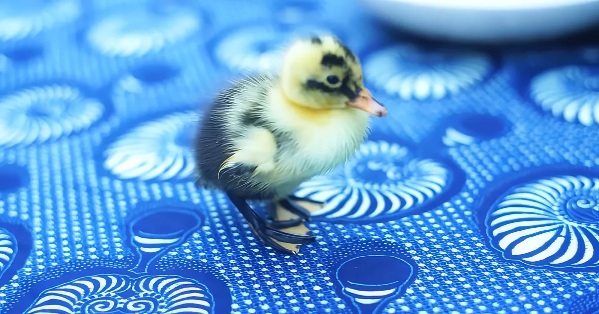 Man incubates a duckling egg