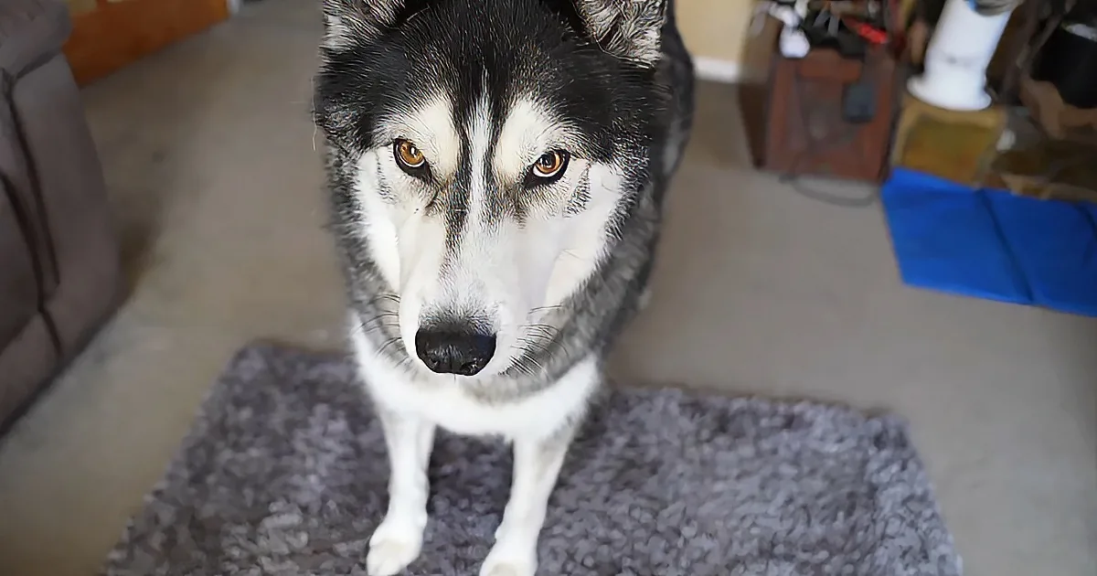 Detective Husky Determined to Crack the Case.