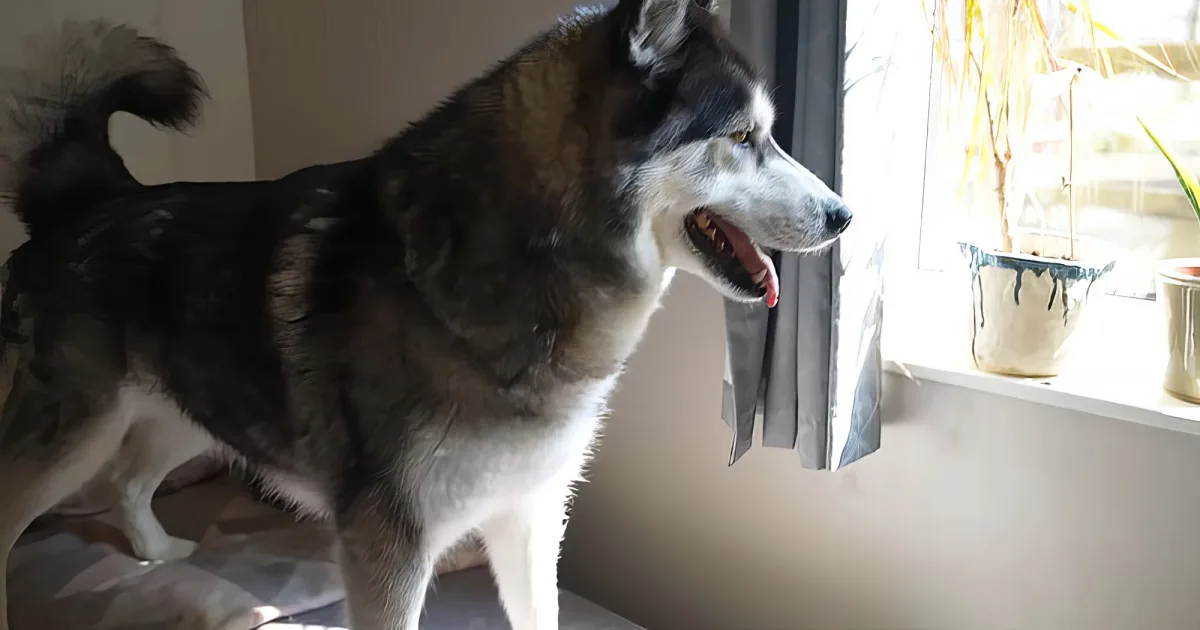 A husky dog stands near a window, looking outside with its mouth open, basking in sunlight.