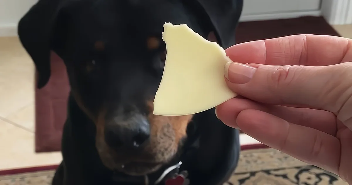 A hand holds a piece of cheese in front of a curious black dog with brown markings.