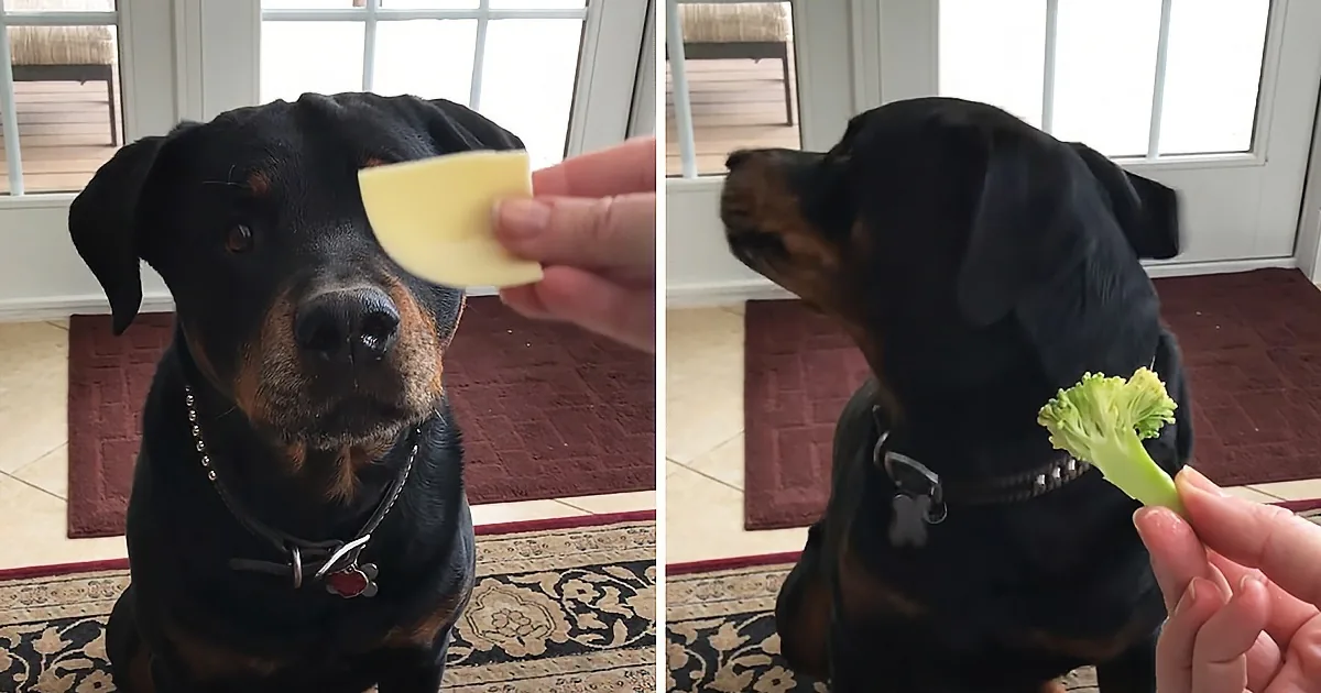 Rottweiler Nods to Cheese and Shakes His Head to Veggies.