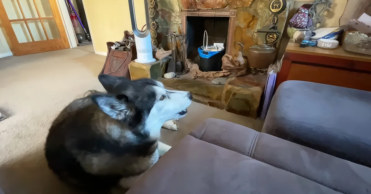 A black and white dog is sitting on a couch, looking up at something off-camera in a cozy living room with a stone fireplace.