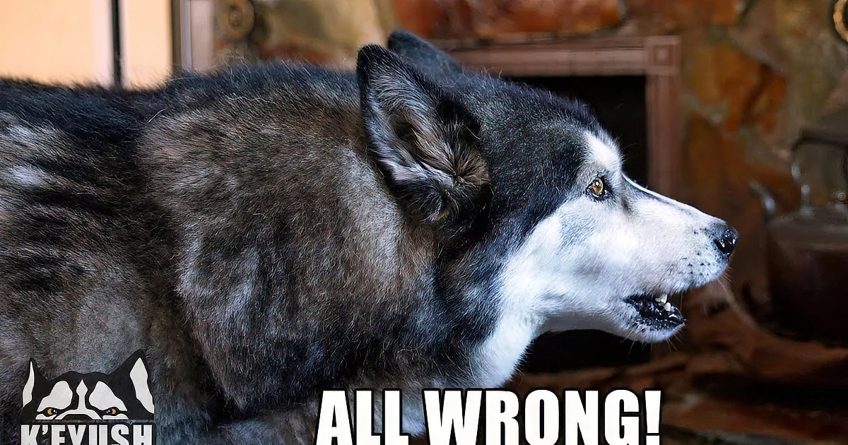 Unhappy Husky Argues With the Weather Forecaster.