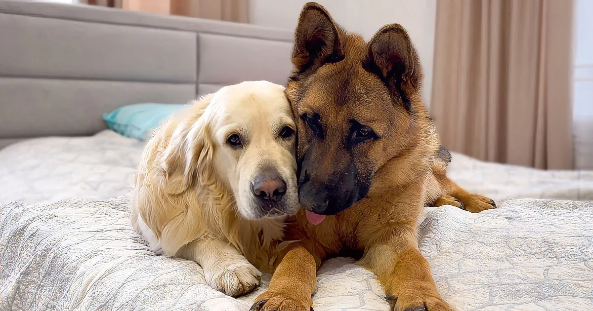 How a Golden Retriever and German Shepherd Became Best Friends Furever