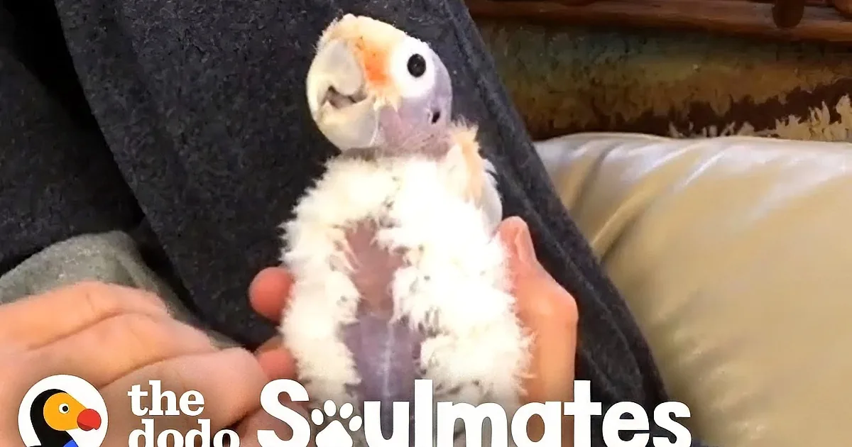 Man's Small Heart Grows Three Sizes After He Meets Little Bald Cockatoo