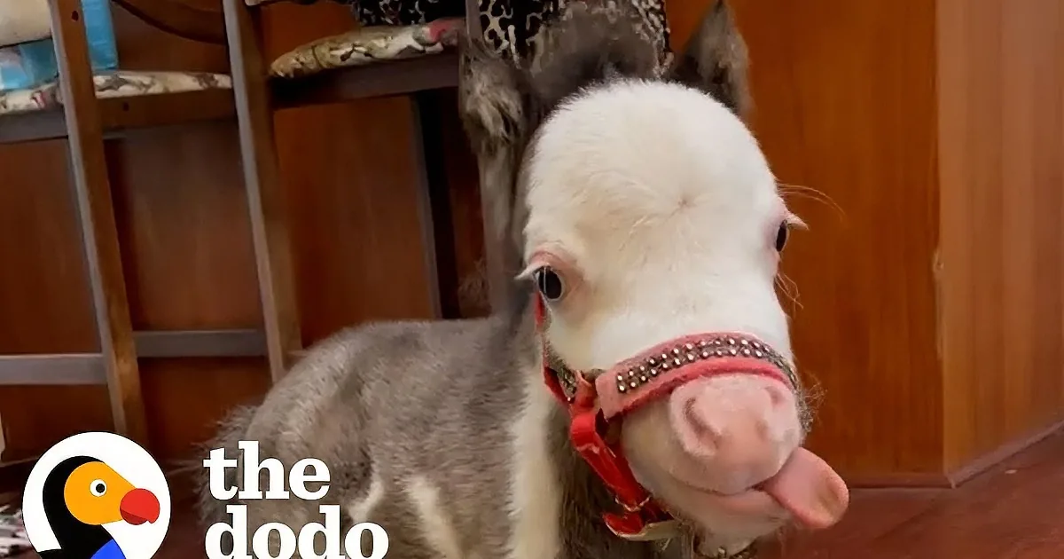 World's Smallest Horse Wears Slippers and Loves to Eat at the Dinner Table