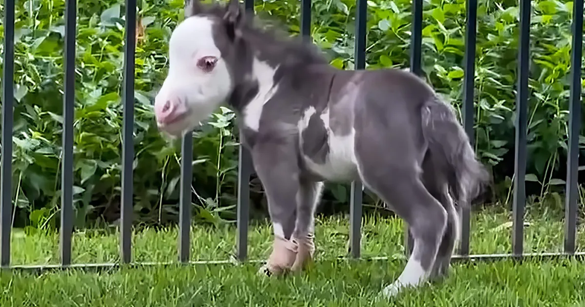 World's smallest horse