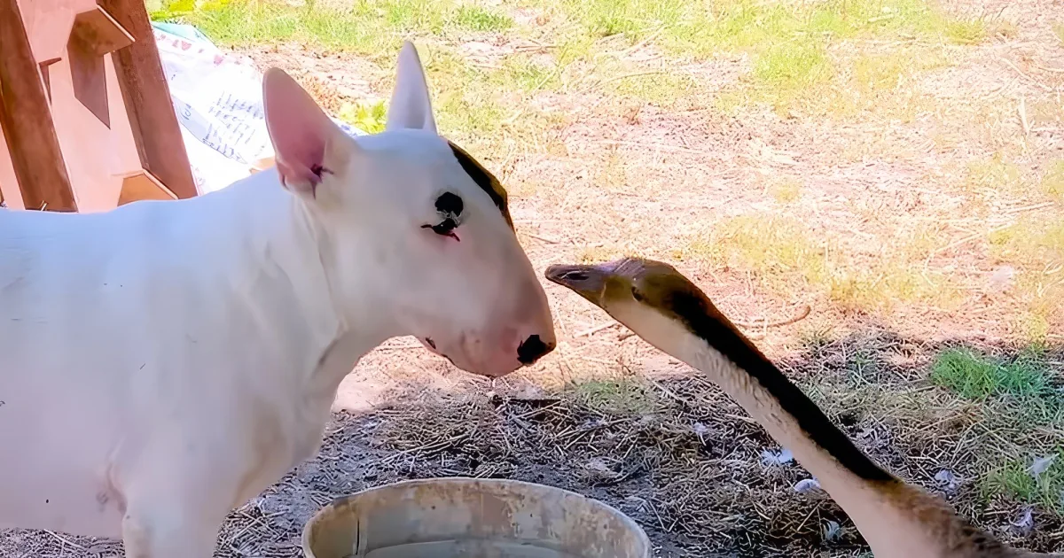 Goose and dog