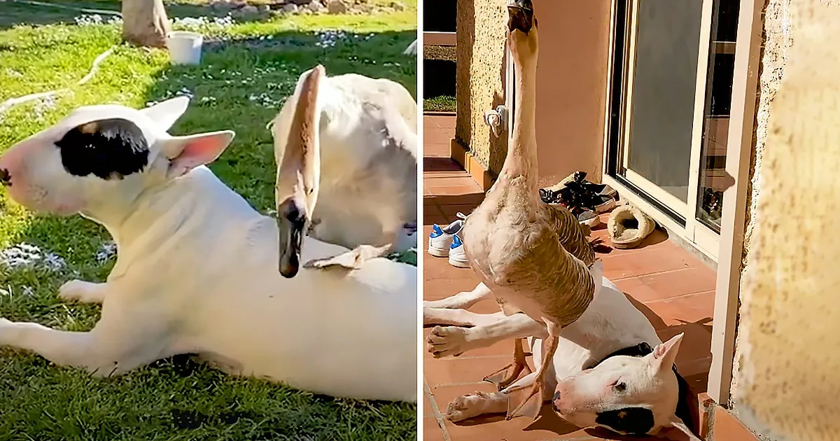 Goose Walks on Her Dog Brother''s Head to Wake Him up, Honking in Triumph