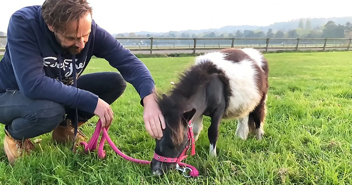 Vet Tells Man: ''Your Horse Is Going to Die.'' Man Replies: ''Not Today.''