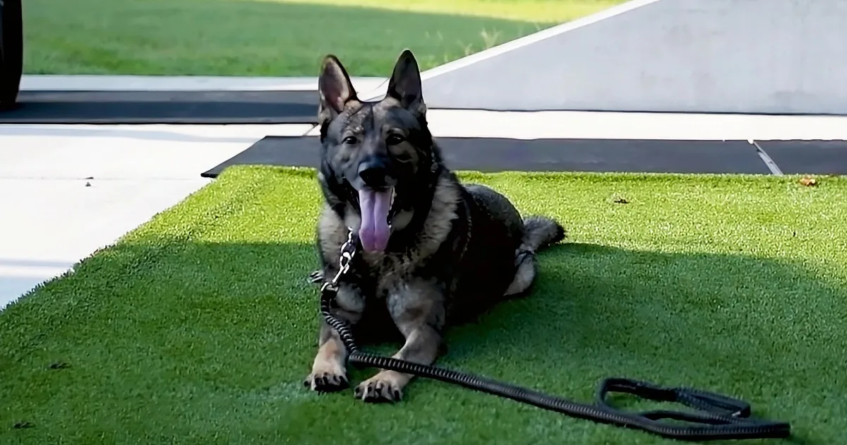 A German Shepherd dog with its tongue out, sitting on artificial grass with a leash attached.