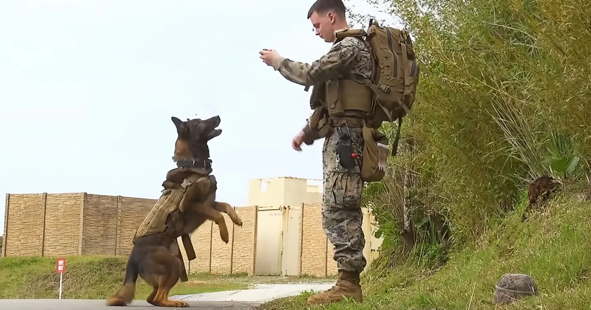 Smart military K9s