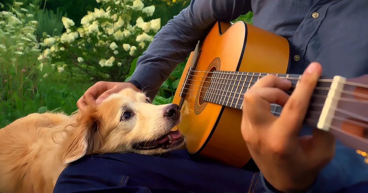 Maple, the Golden Retriever dog listening guitar
