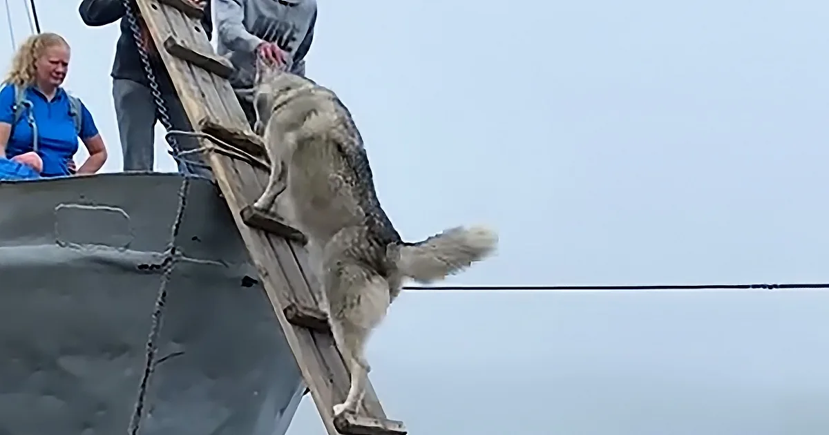 Husky Makes Climbing a Ladder Look Easy