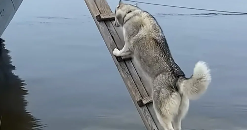 A husky dog is climbing up a wooden ladder near a body of water.