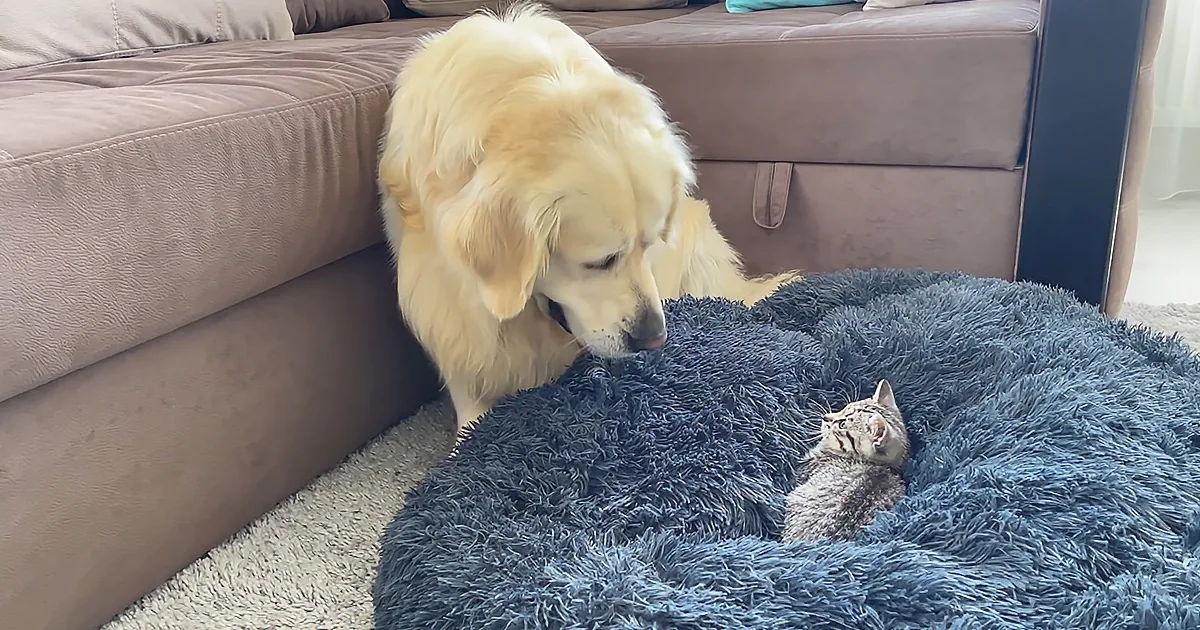 Golden Retriever Is Perplexed by a Kitten in His Bed
