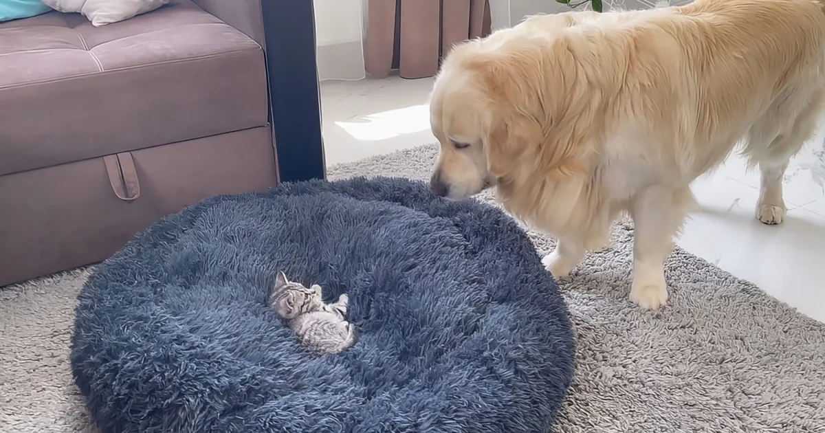Golden Retriever and kitten