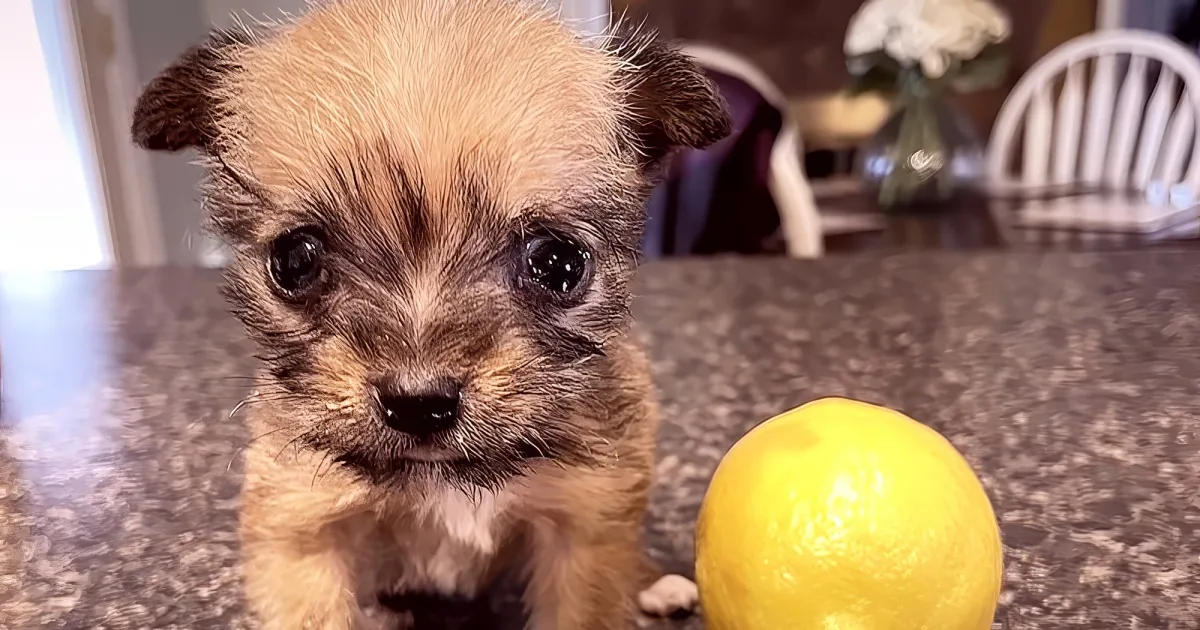 A small, fluffy puppy with a curious expression sits on a countertop, surrounded by lemons.